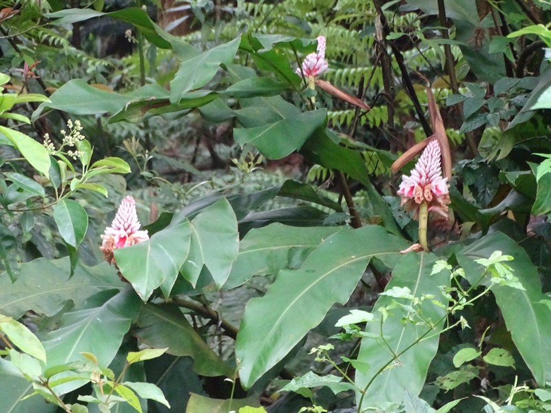 Alpinia kawakamii photo 6
