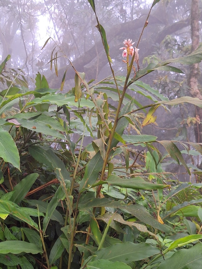 Alpinia kawakamii photo 8