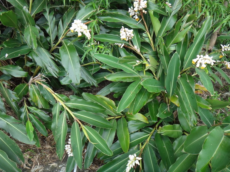 Alpinia koshunensis