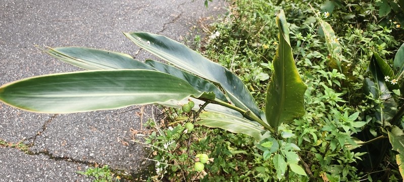 Alpinia koshunensis photo 2