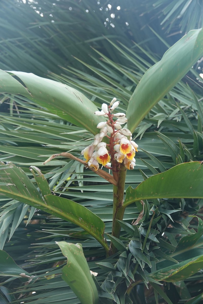Alpinia koshunensis photo 3