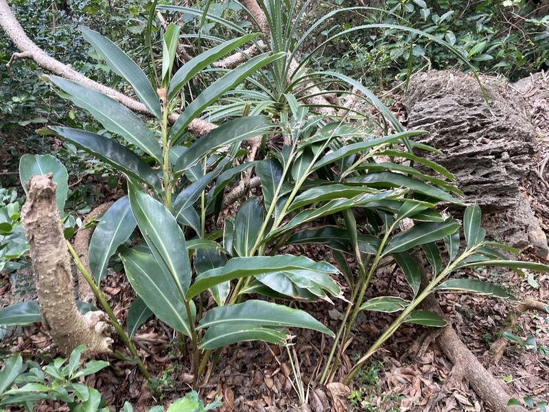 Alpinia koshunensis photo 4