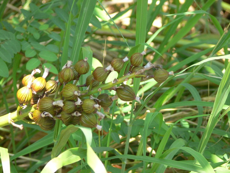 Alpinia koshunensis photo 5