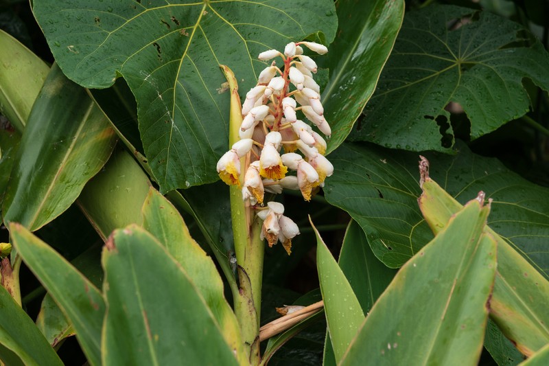Alpinia koshunensis photo 6