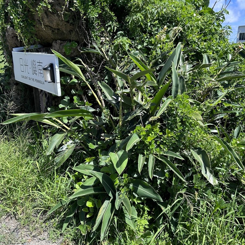 Alpinia koshunensis photo 7