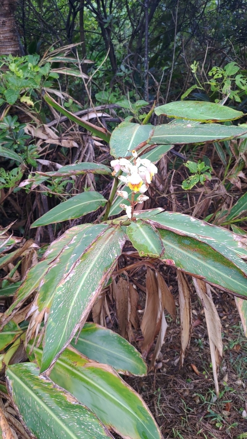 Alpinia koshunensis photo 8