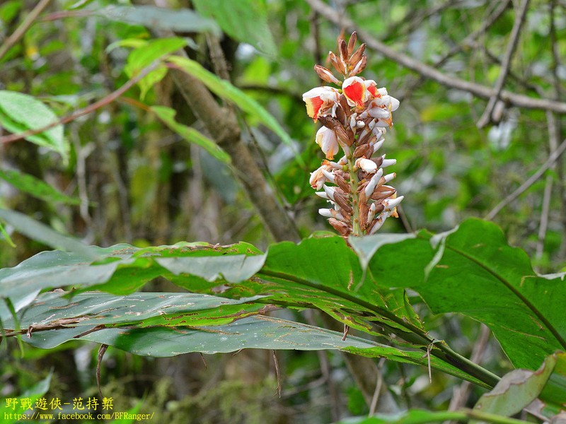 Alpinia kusshakuensis