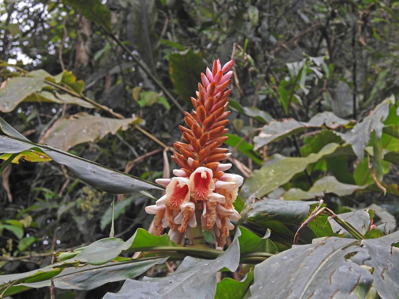 Alpinia kusshakuensis photo 2