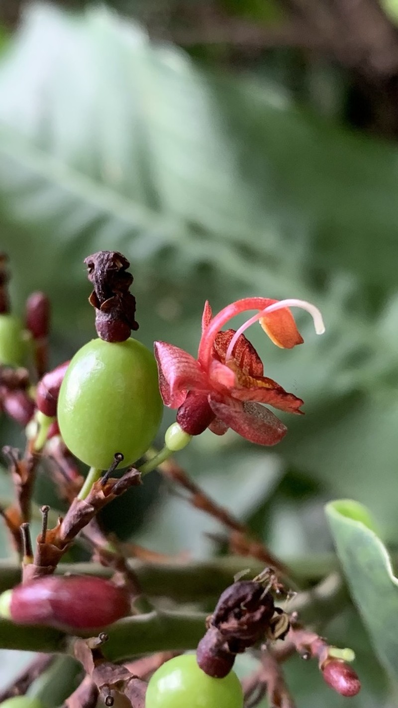 Alpinia laosensis