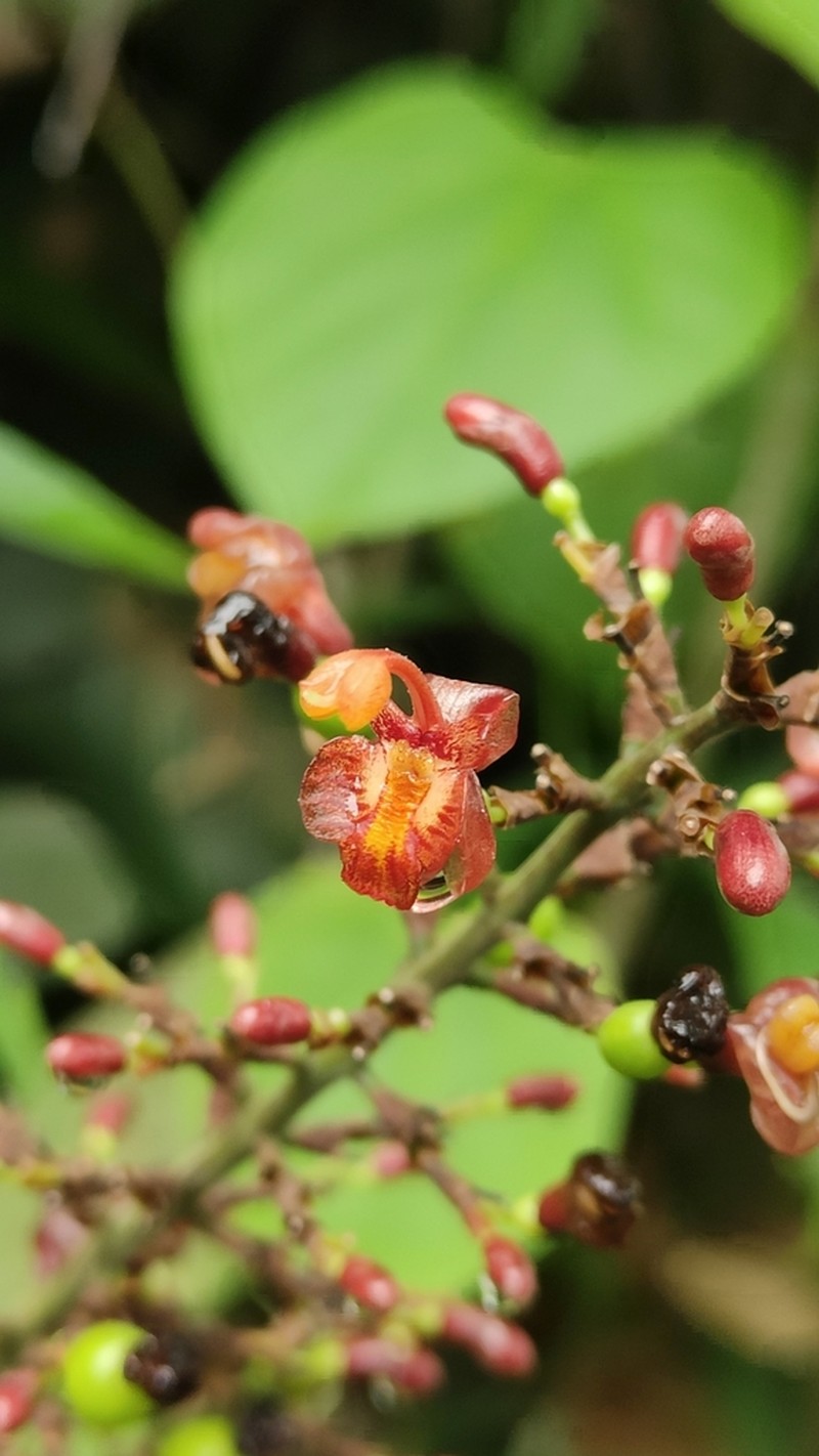 Alpinia laosensis photo 2