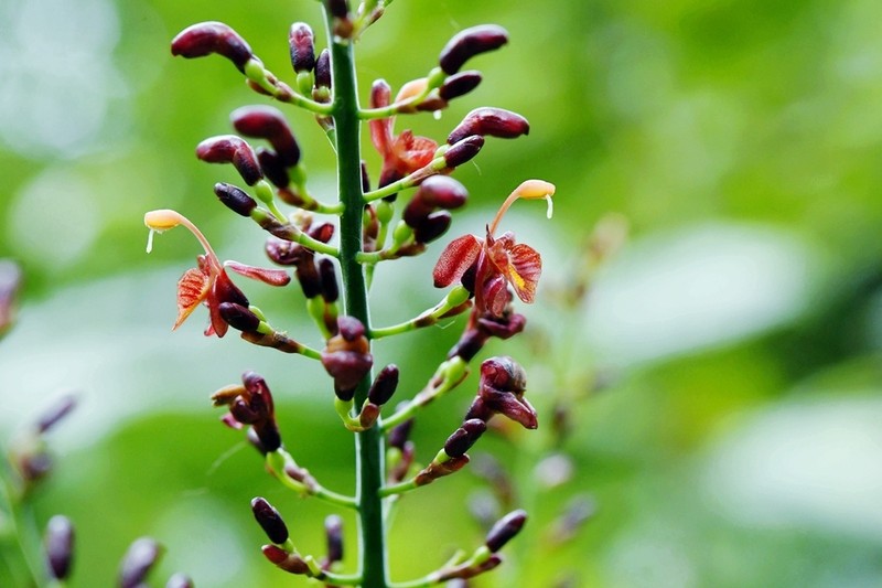 Alpinia laosensis photo 3