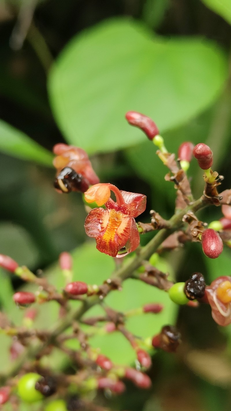 Alpinia laosensis photo 4