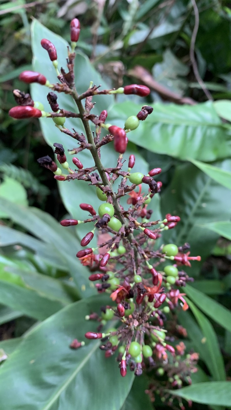 Alpinia laosensis photo 5
