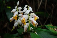 Alpinia latilabris