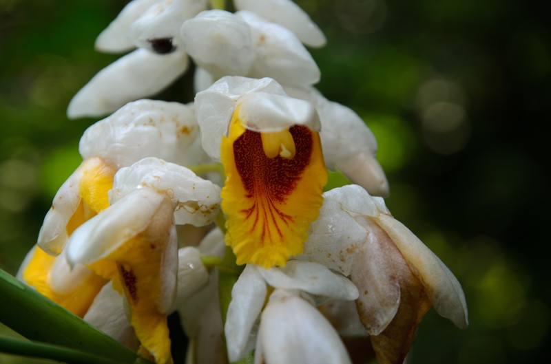 Alpinia latilabris photo 2