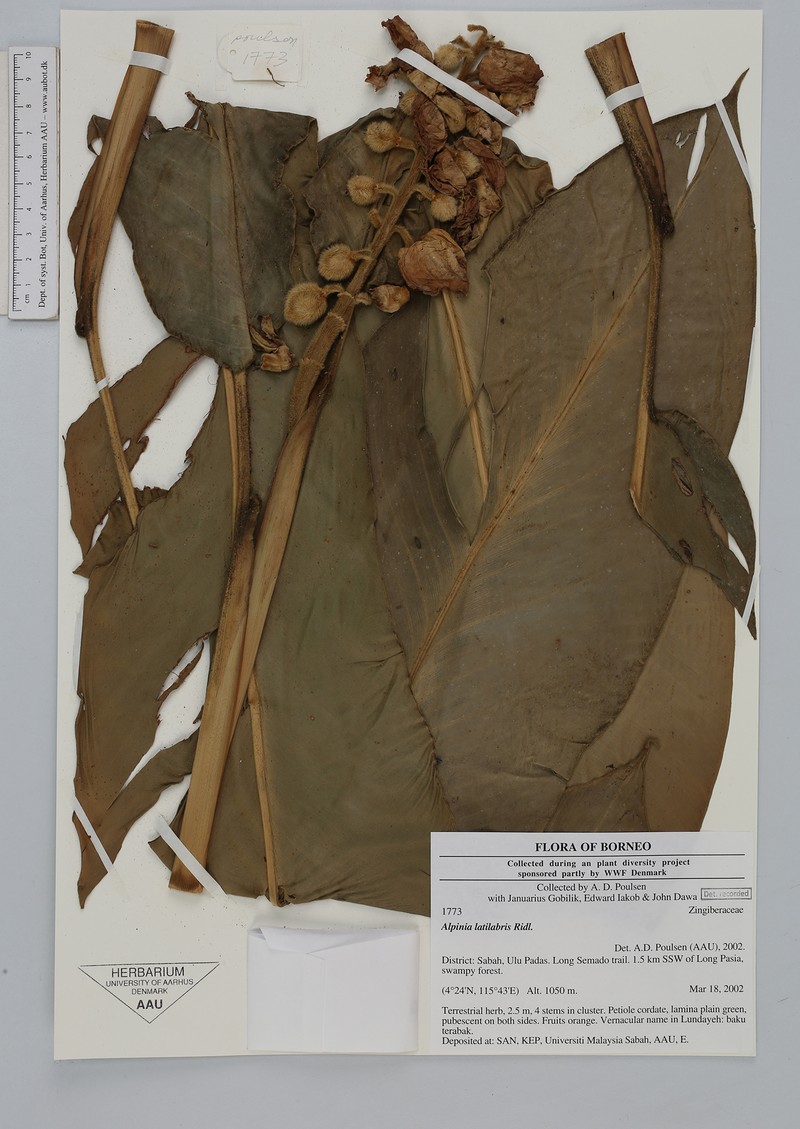 Alpinia latilabris photo 3