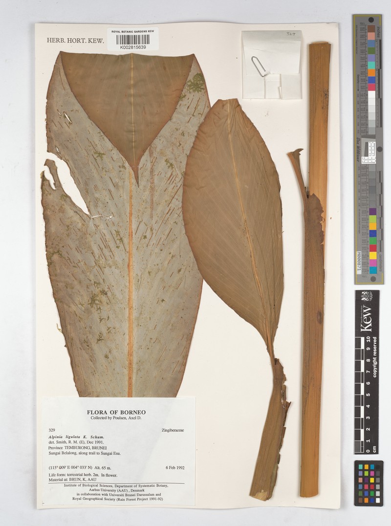 Alpinia ligulata photo 5