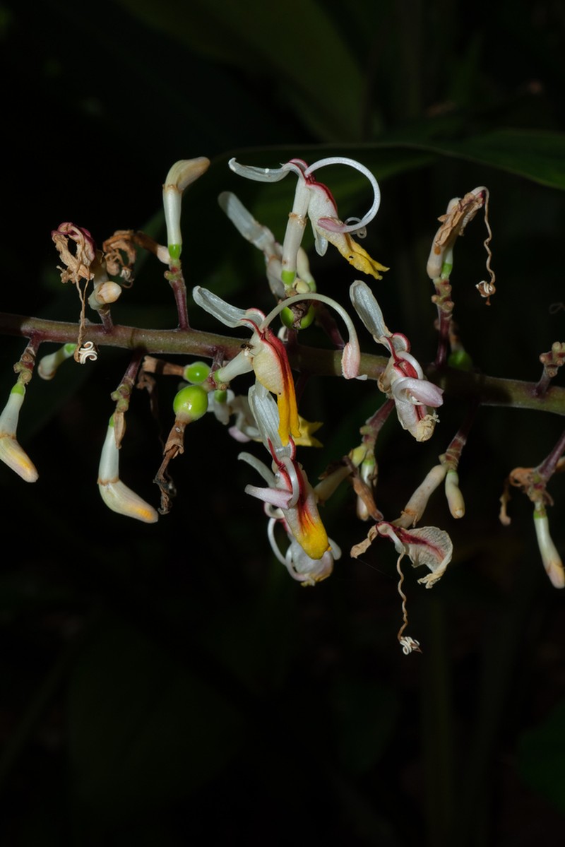 Alpinia maclurei photo 2