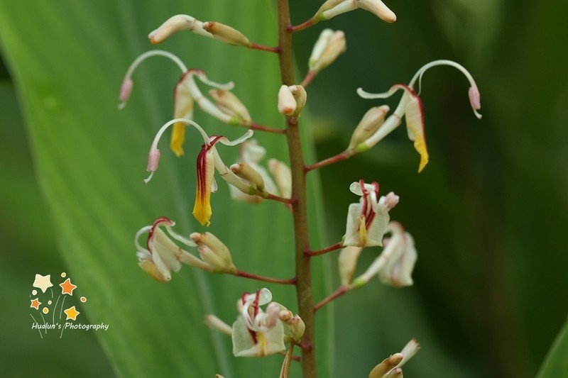 Alpinia maclurei photo 3