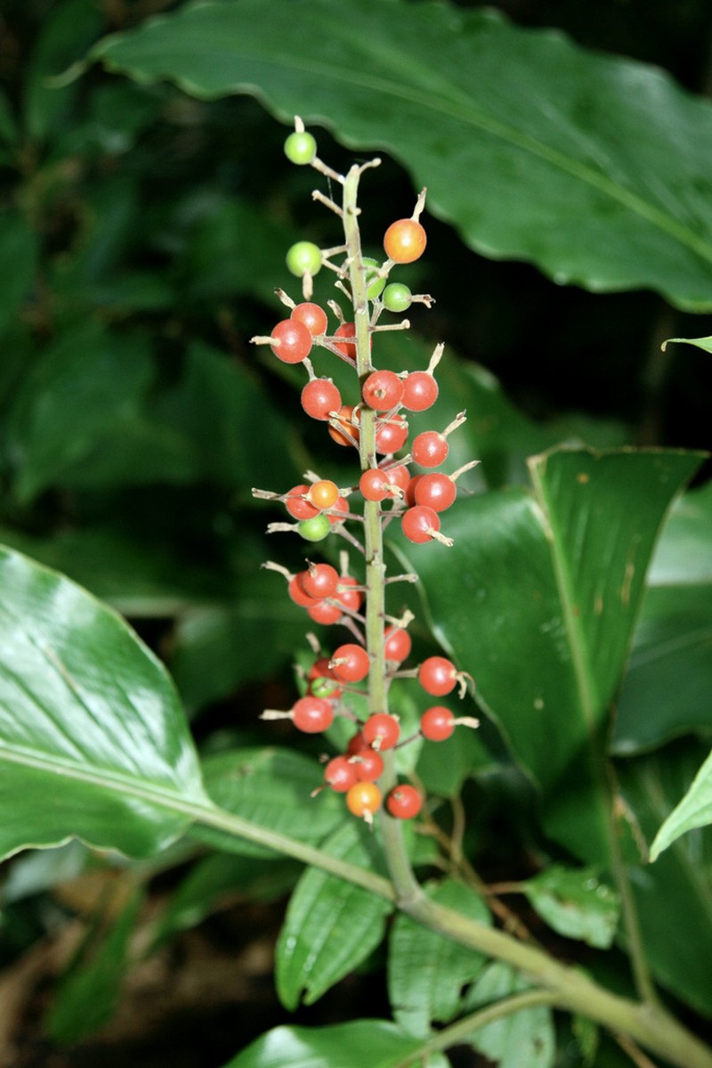 Alpinia maclurei photo 4