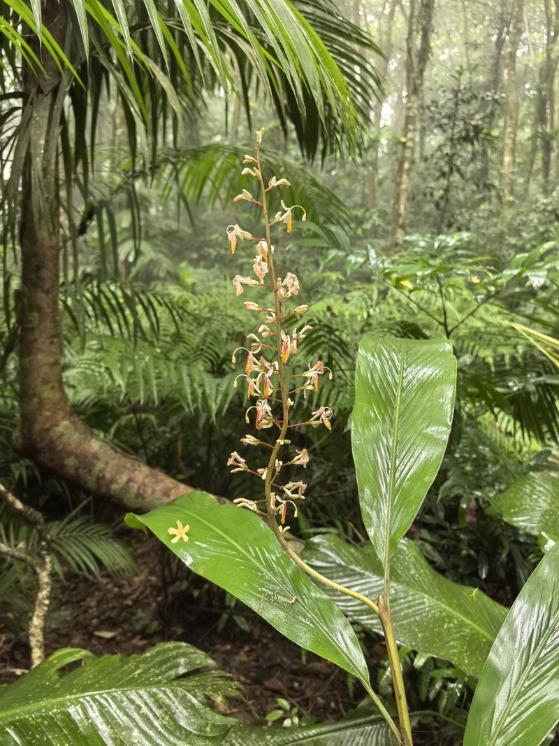 Alpinia maclurei photo 5