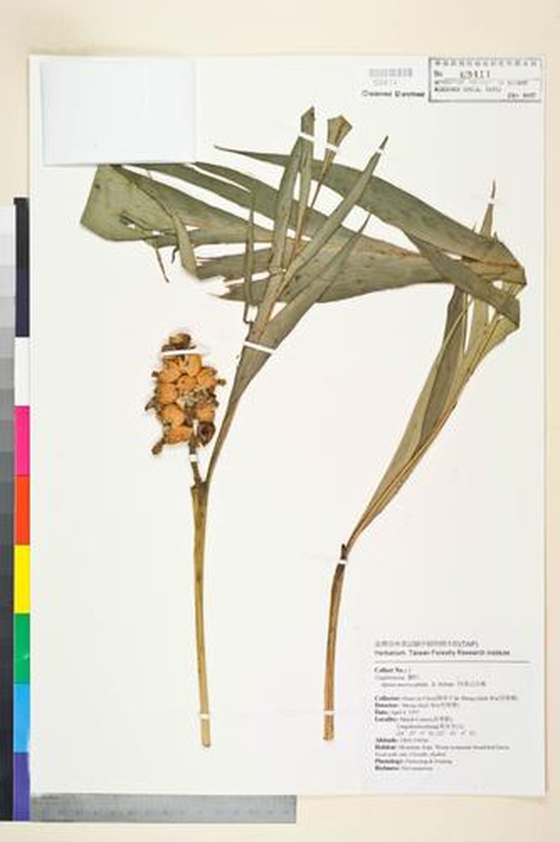 Alpinia macrocephala