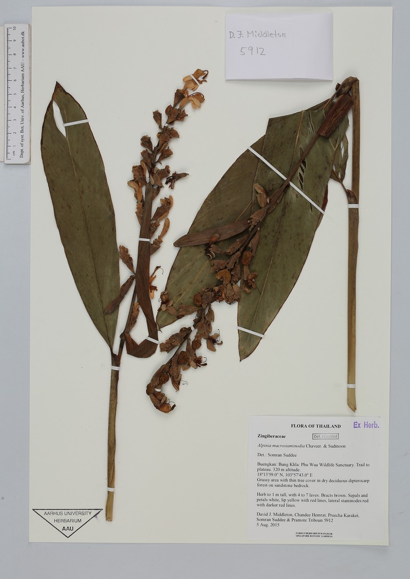 Alpinia macrostaminodia