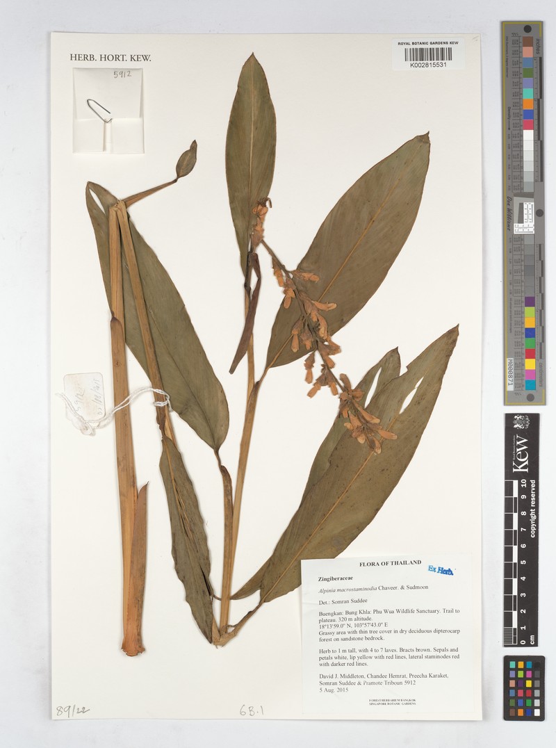 Alpinia macrostaminodia photo 2