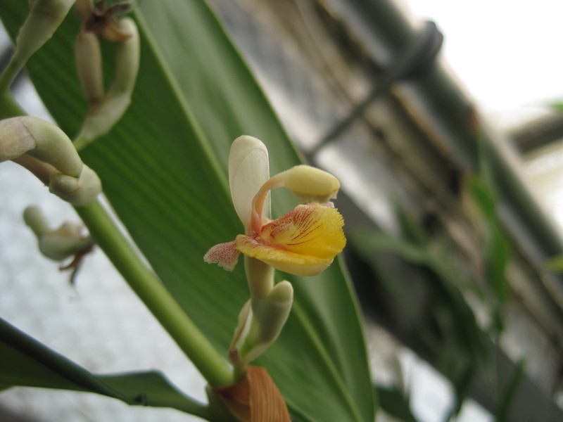 Alpinia macrostaminodia photo 3