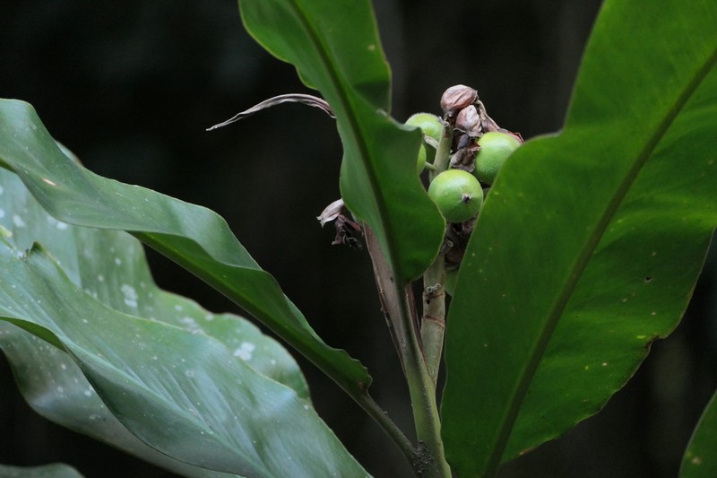 Alpinia malaccensis photo 2
