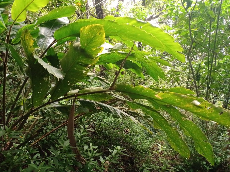 Alpinia malaccensis photo 3