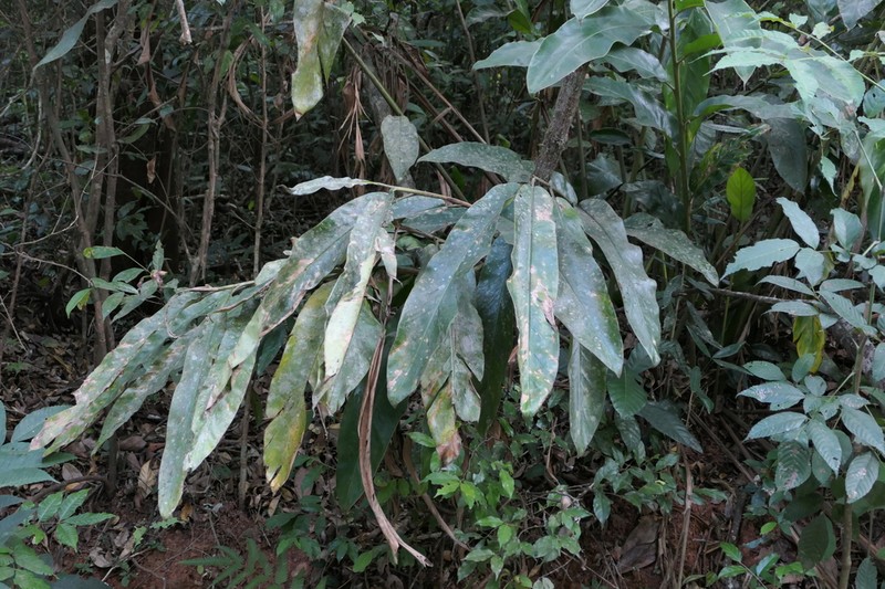 Alpinia malaccensis photo 4