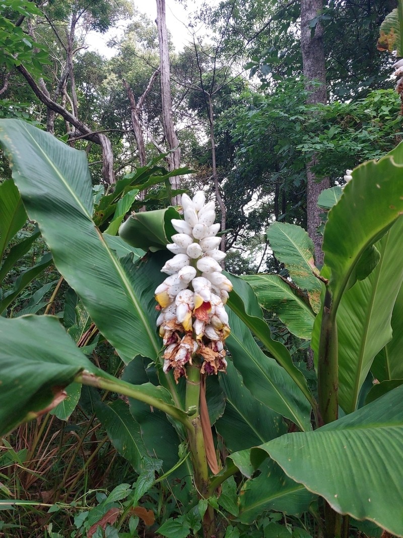 Alpinia malaccensis photo 5