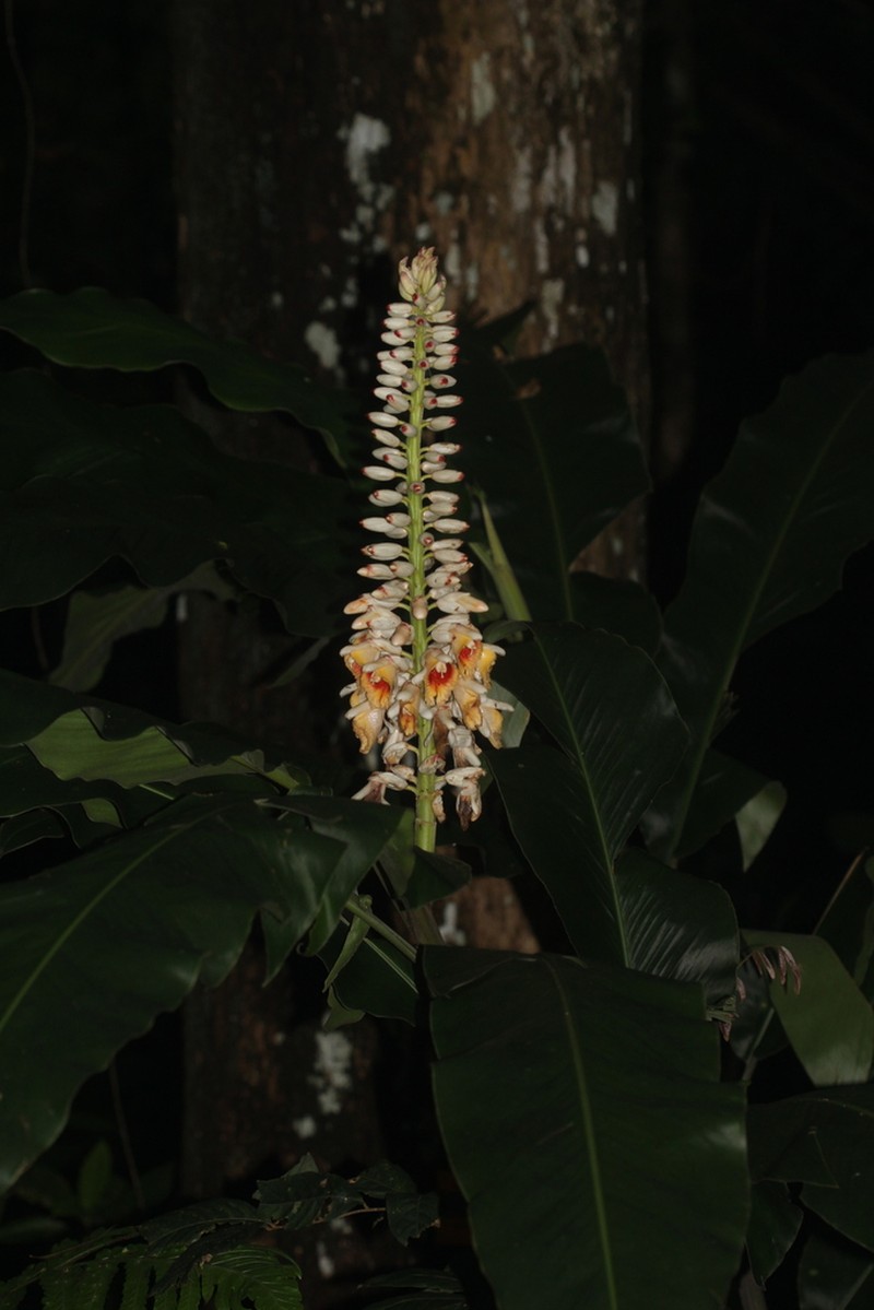Alpinia malaccensis photo 6