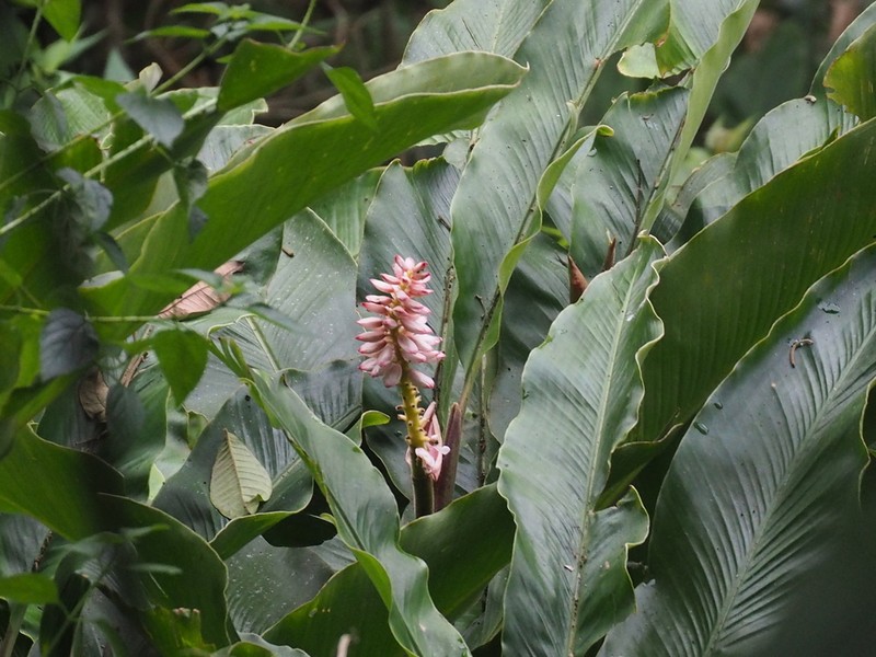 Alpinia malaccensis photo 7
