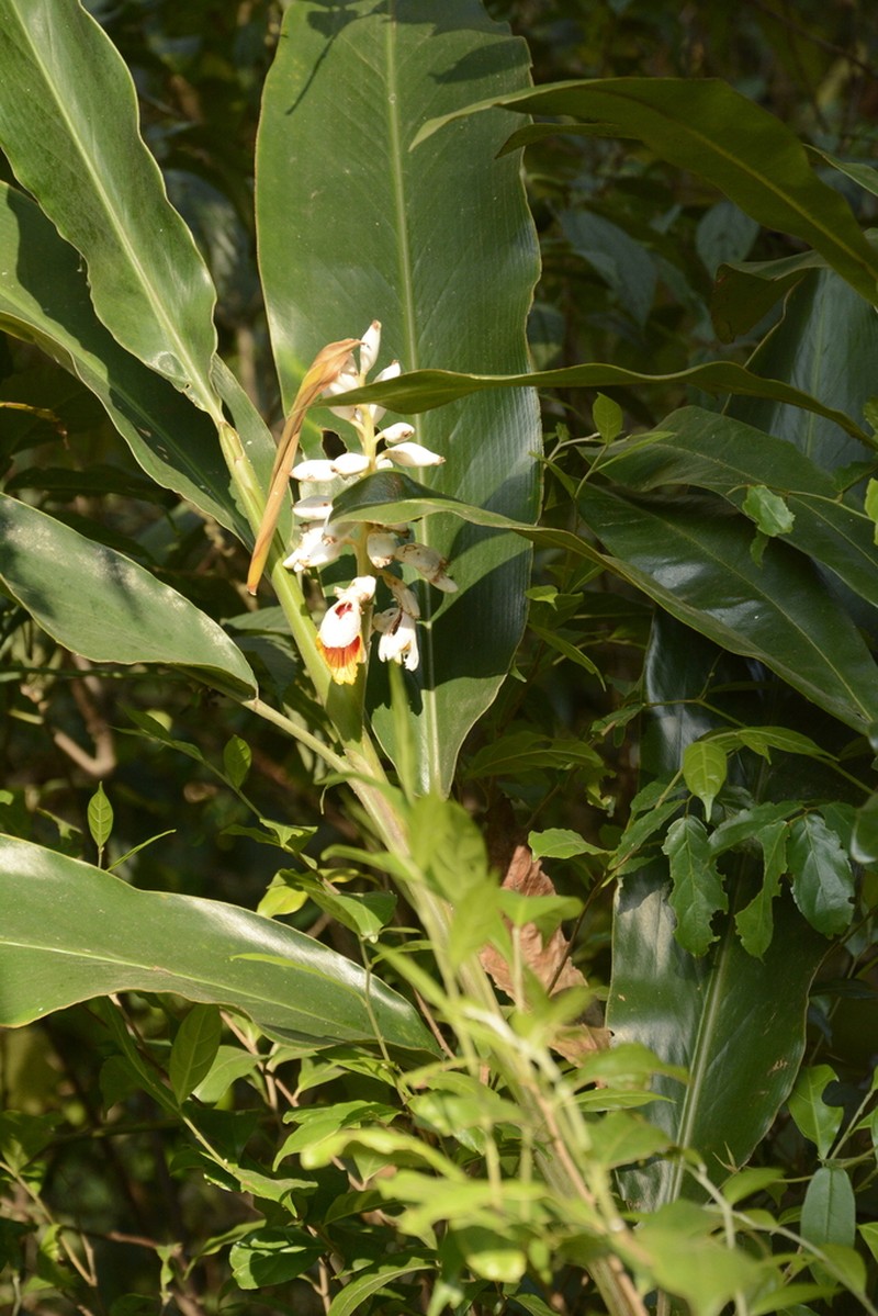 Alpinia malaccensis photo 8