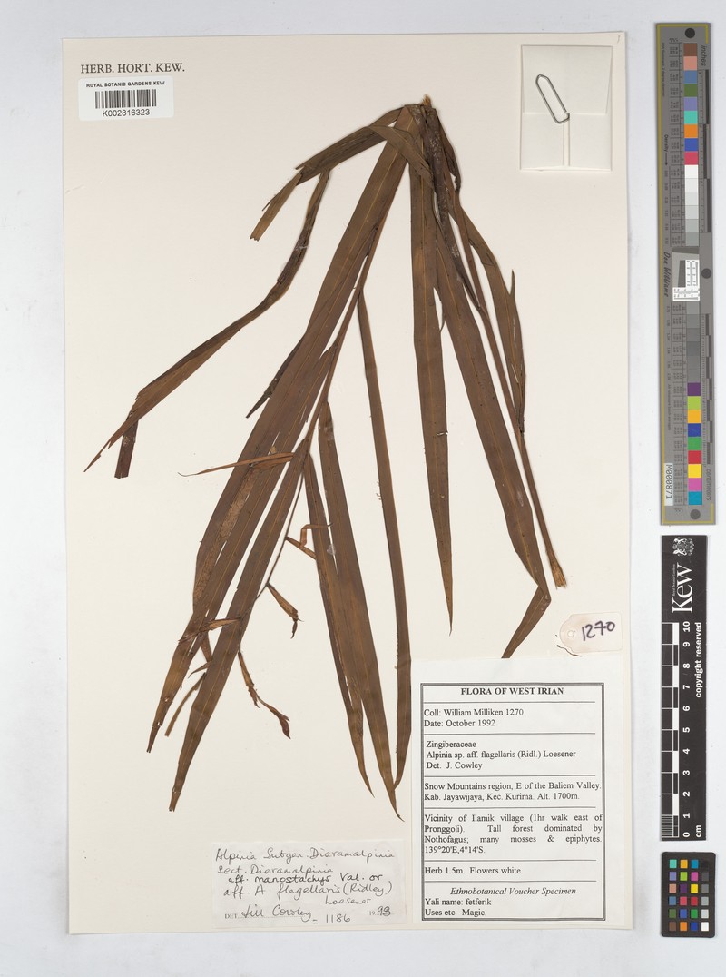Alpinia manostachys