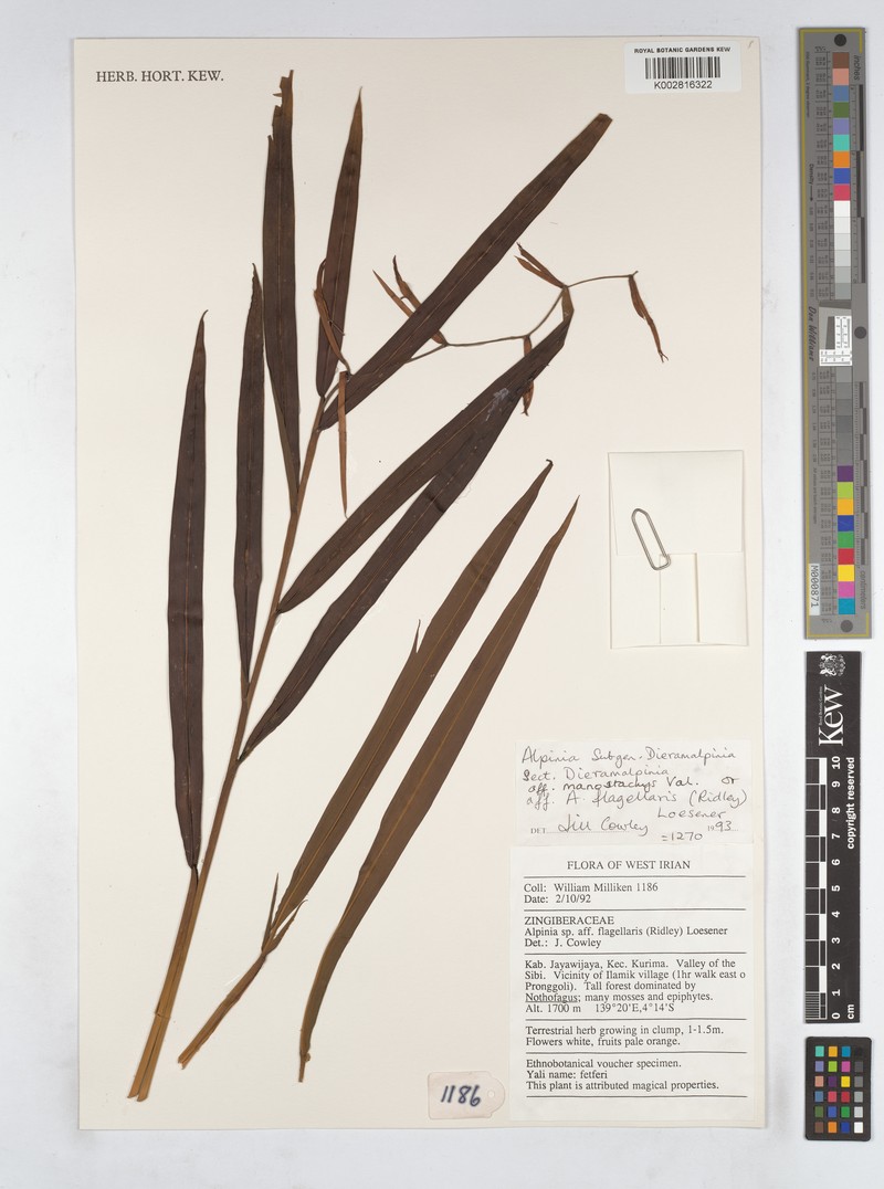 Alpinia manostachys photo 2