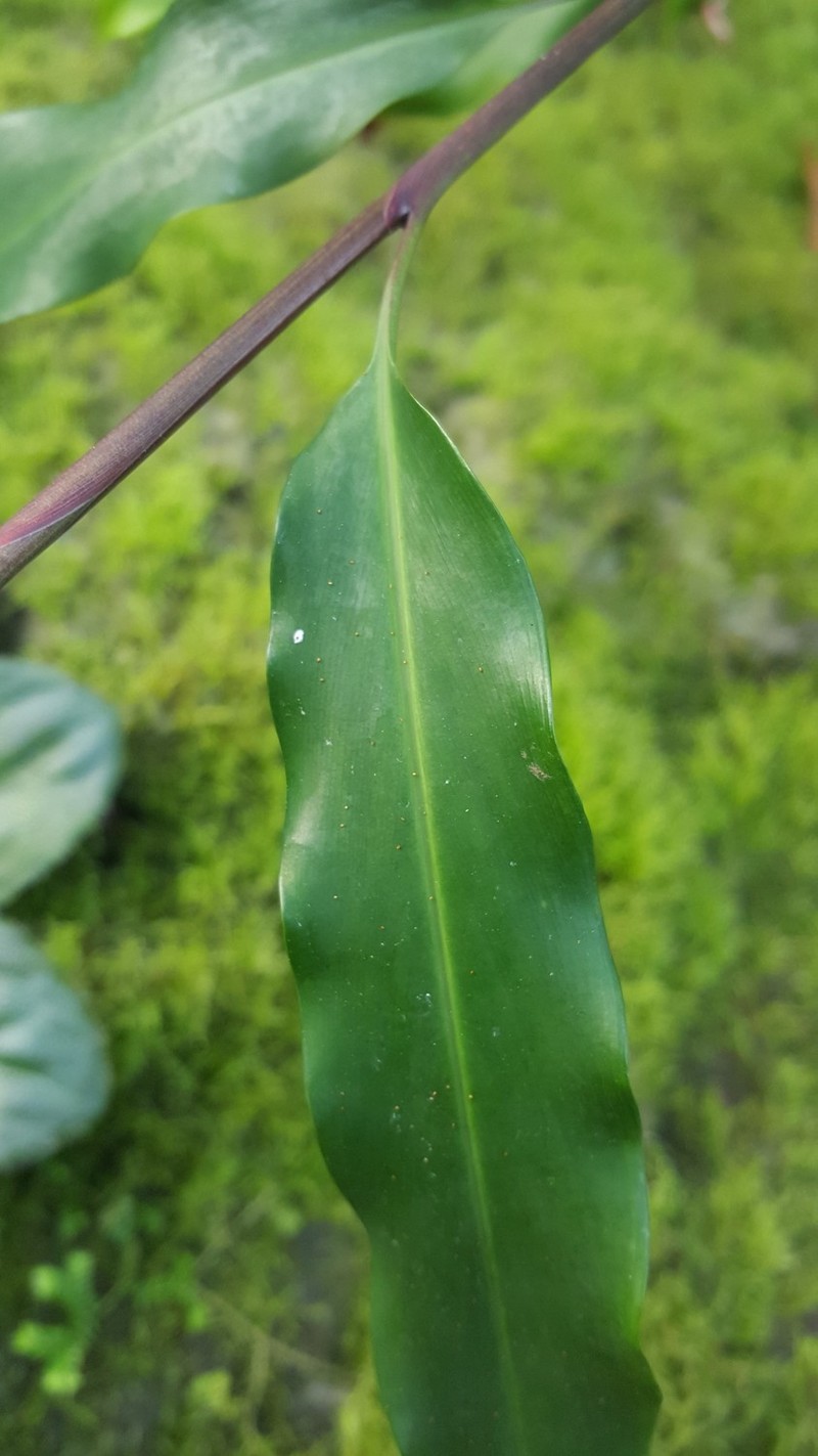 Alpinia melichroa