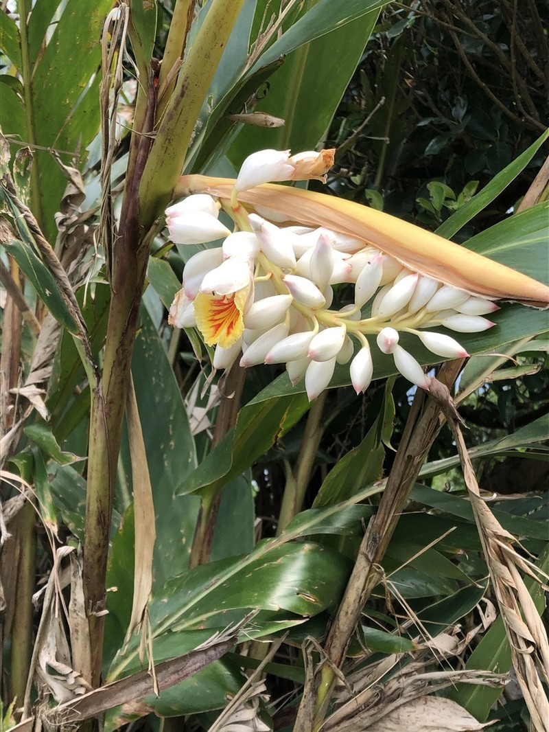 Alpinia mesanthera