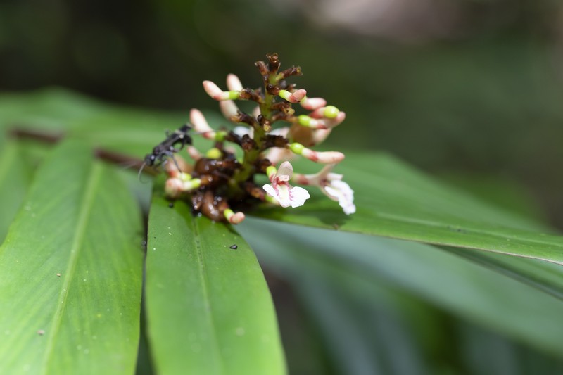 Alpinia modesta