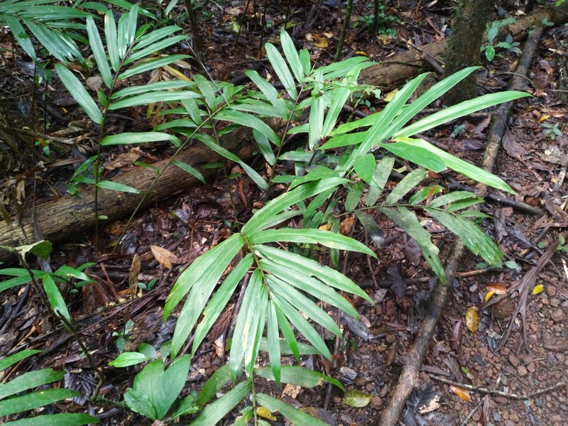 Alpinia modesta photo 2
