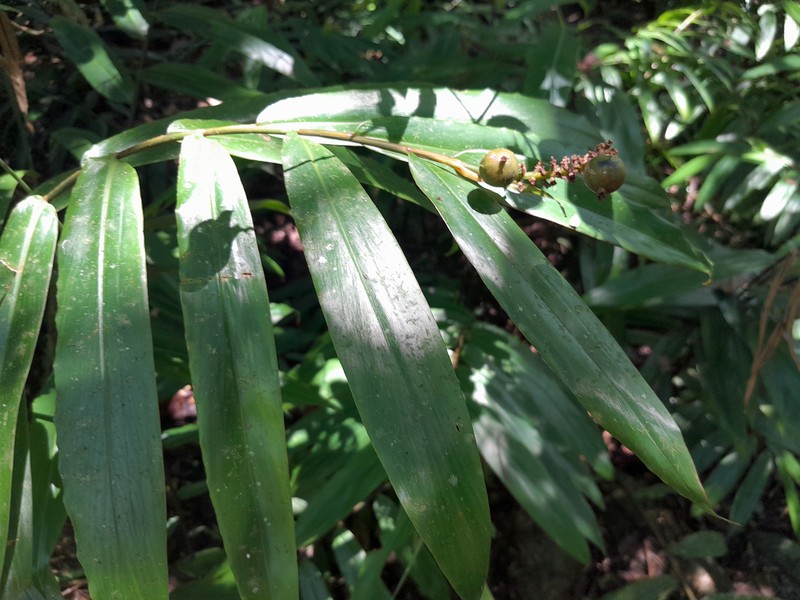 Alpinia modesta photo 3