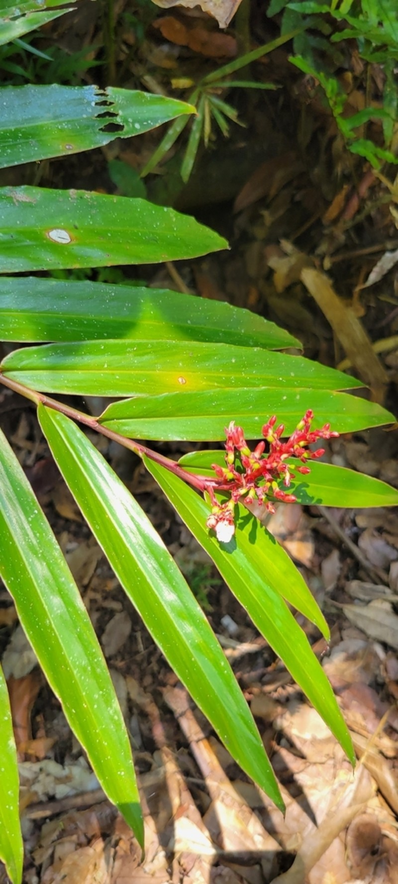 Alpinia modesta photo 6