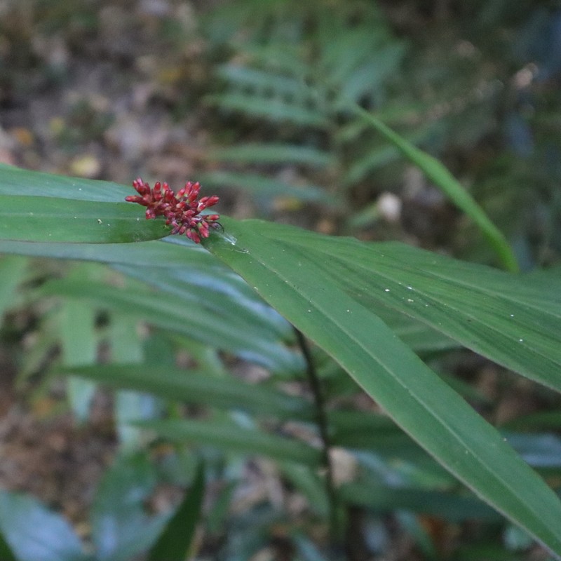 Alpinia modesta photo 7