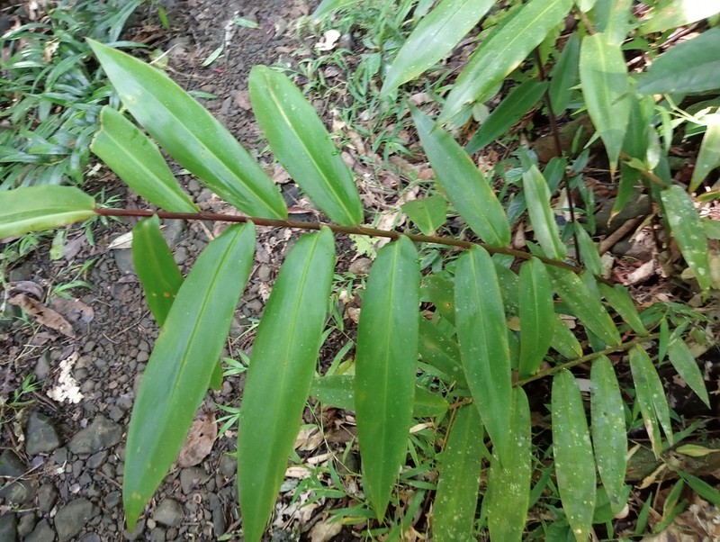 Alpinia modesta photo 8