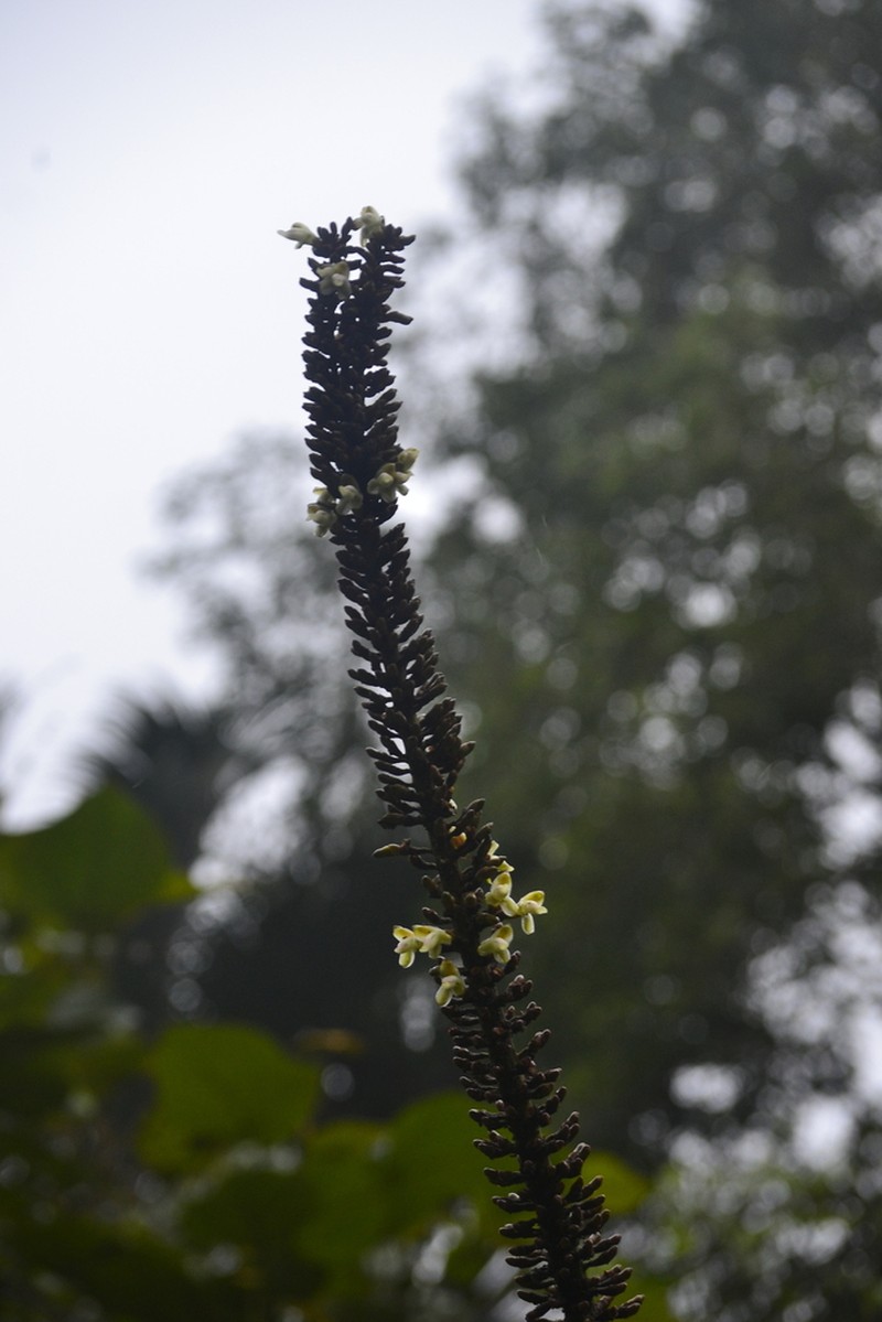 Alpinia monopleura