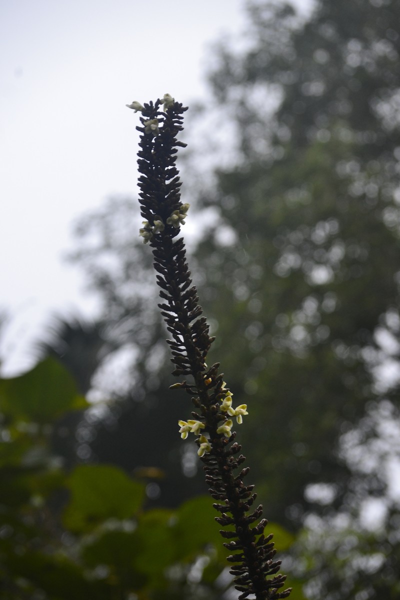 Alpinia monopleura photo 2