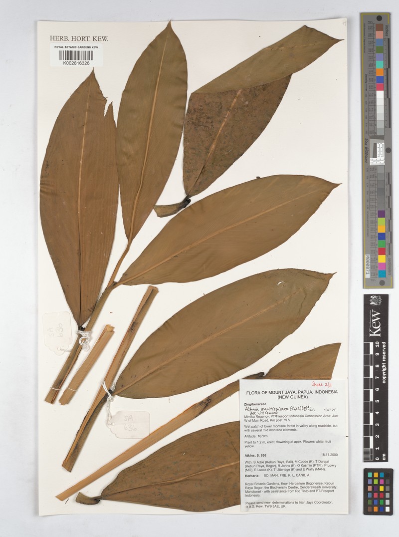 Alpinia multispica