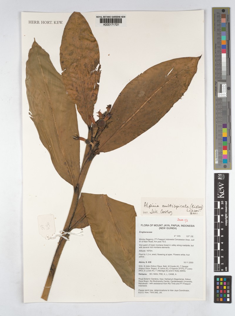 Alpinia multispica photo 2